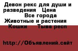 Девон рекс для души и разведения › Цена ­ 20 000 - Все города Животные и растения » Кошки   . Тыва респ.